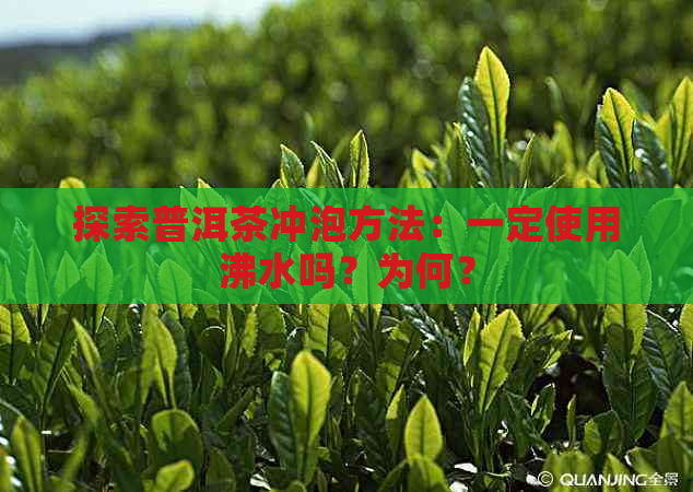 探索普洱茶冲泡方法：一定使用沸水吗？为何？