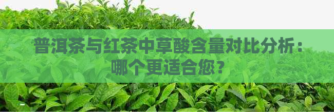 普洱茶与红茶中草酸含量对比分析：哪个更适合您？