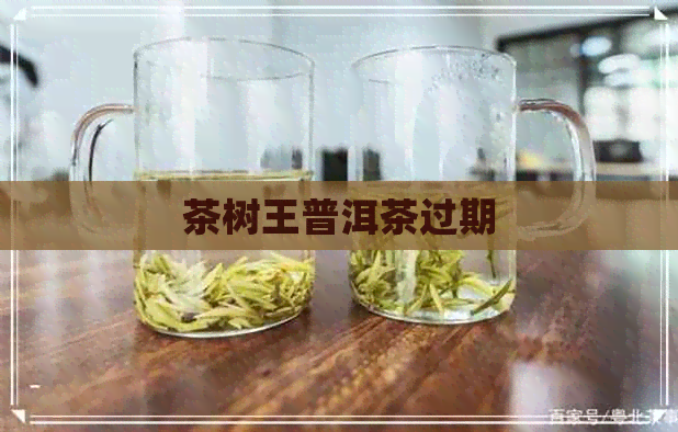 茶树王普洱茶过期