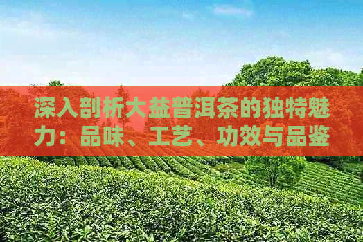 深入剖析大益普洱茶的独特魅力：品味、工艺、功效与品鉴技巧