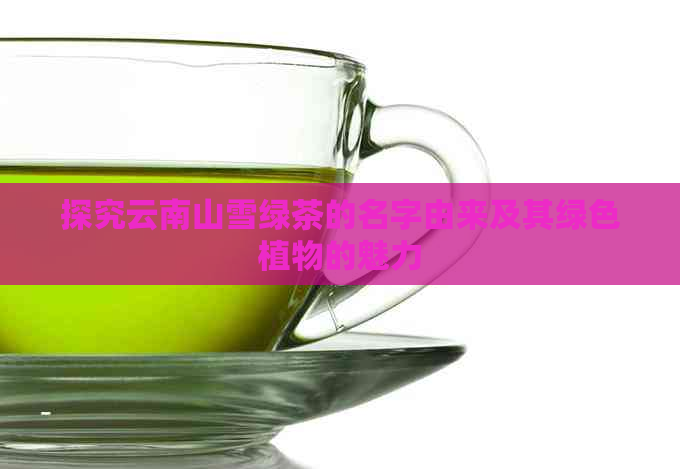 探究云南山雪绿茶的名字由来及其绿色植物的魅力