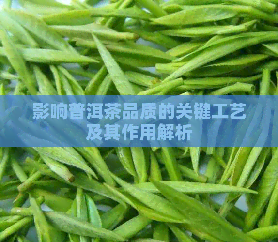 影响普洱茶品质的关键工艺及其作用解析