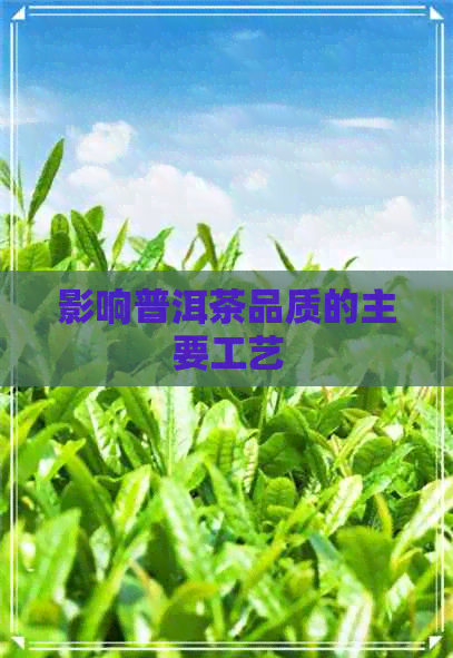 影响普洱茶品质的主要工艺