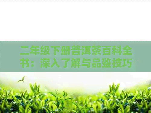 二年级下册普洱茶百科全书：深入了解与品鉴技巧