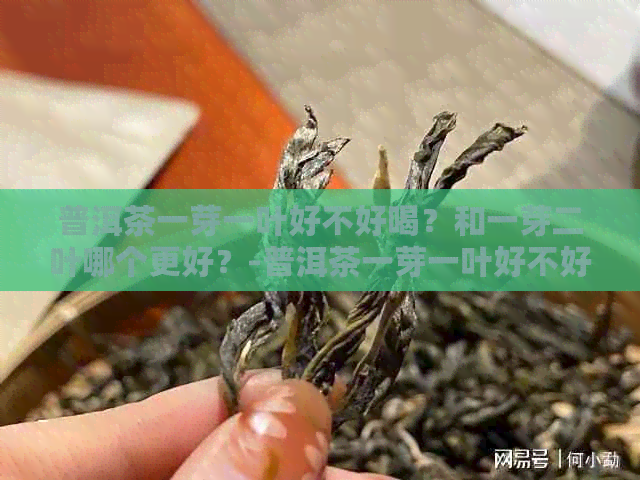 普洱茶一芽一叶好不好喝？和一芽二叶哪个更好？-普洱茶一芽一叶好不好喝?和一芽二叶哪个更好