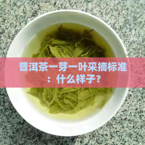 普洱茶一芽一叶采摘标准：什么样子？