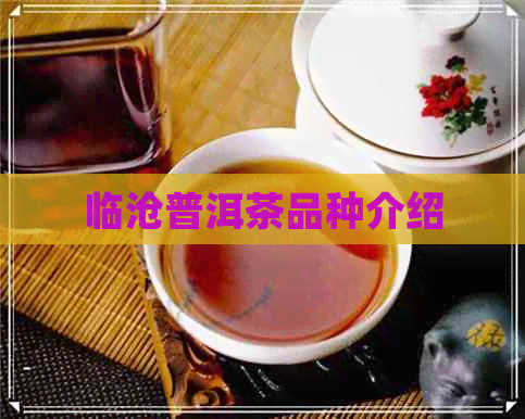 临沧普洱茶品种介绍