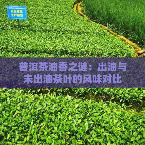 普洱茶油香之谜：出油与未出油茶叶的风味对比