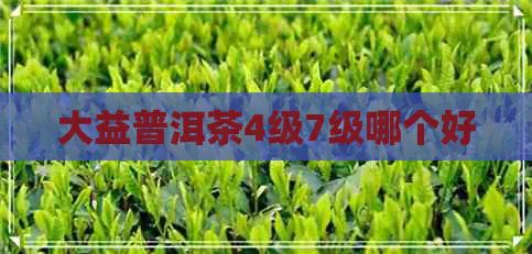 大益普洱茶4级7级哪个好