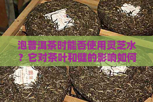 泡普洱茶时能否使用灵芝水？它对茶叶和健的影响如何？