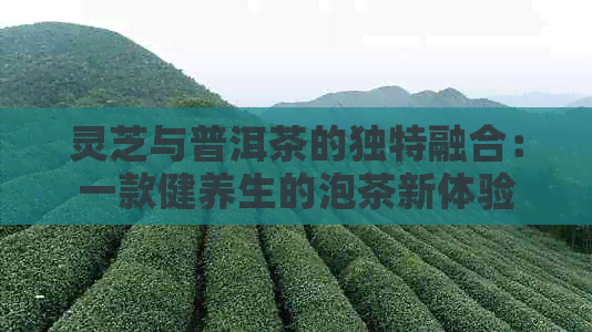 灵芝与普洱茶的独特融合：一款健养生的泡茶新体验