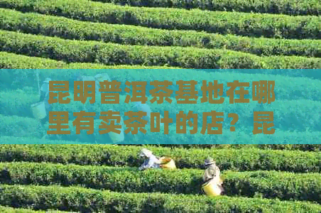 昆明普洱茶基地在哪里有卖茶叶的店？昆明普洱茶场在哪里？