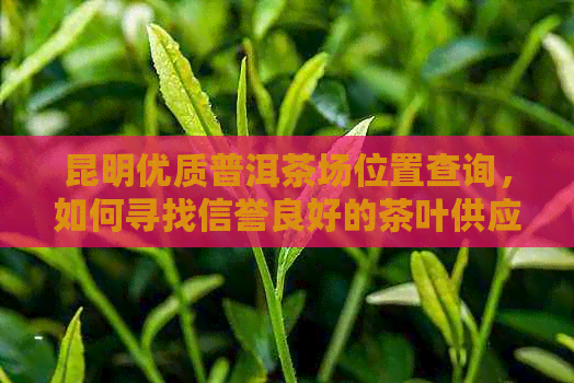 昆明优质普洱茶场位置查询，如何寻找信誉良好的茶叶供应商？