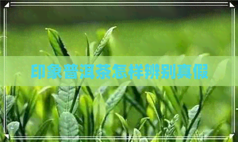 印象普洱茶怎样辨别真假