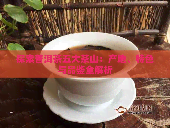 探索普洱茶五大茶山：产地、特色与品鉴全解析