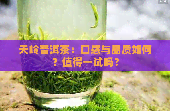 天岭普洱茶：口感与品质如何？值得一试吗？