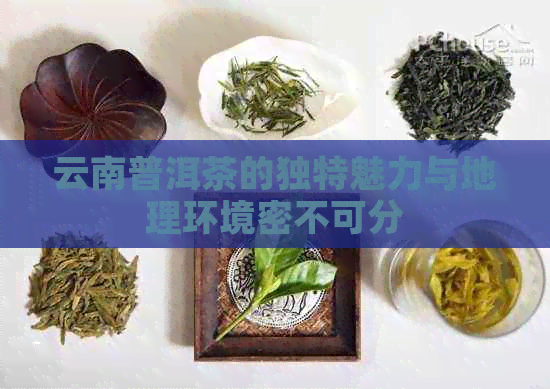 云南普洱茶的独特魅力与地理环境密不可分