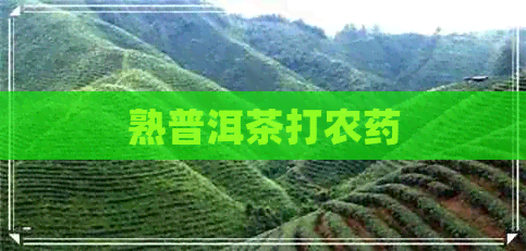 熟普洱茶打农药