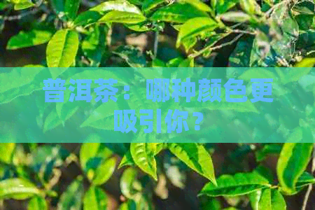 普洱茶：哪种颜色更吸引你？