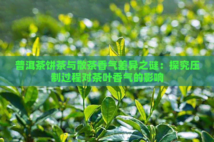 普洱茶饼茶与散茶香气差异之谜：探究压制过程对茶叶香气的影响