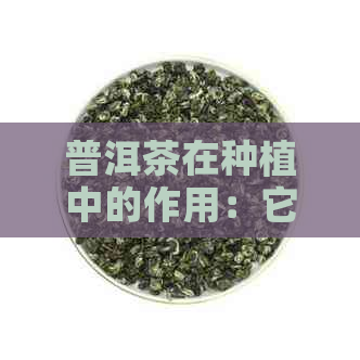 普洱茶在种植中的作用：它如何作为一种优质的花土使用？