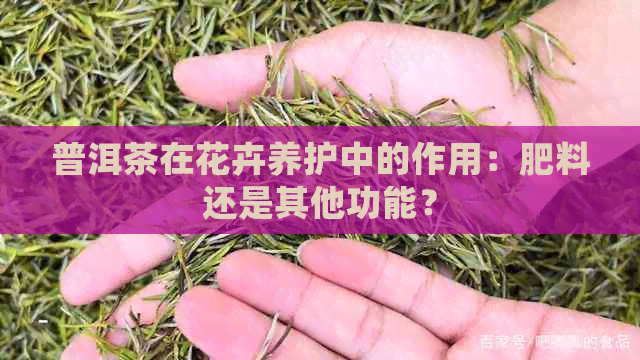 普洱茶在花卉养护中的作用：肥料还是其他功能？