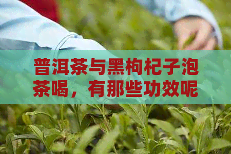 普洱茶与黑枸杞子泡茶喝，有那些功效呢？