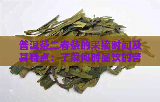 普洱茶二春茶的采摘时间及其特点：了解何时品饮的普洱茶