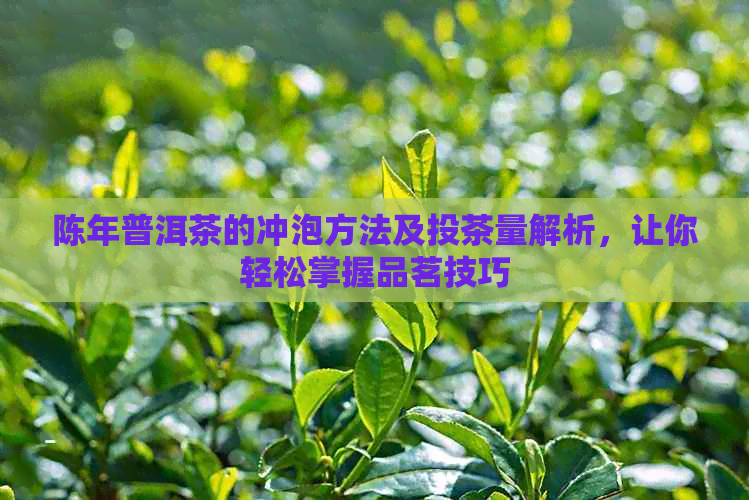 陈年普洱茶的冲泡方法及投茶量解析，让你轻松掌握品茗技巧