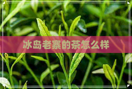 冰岛老寨的茶怎么样