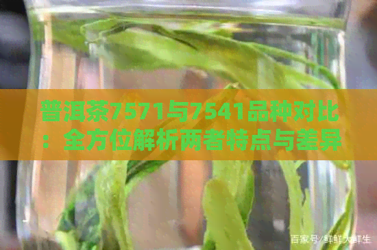 普洱茶7571与7541品种对比：全方位解析两者特点与差异，助您轻松辨别购买