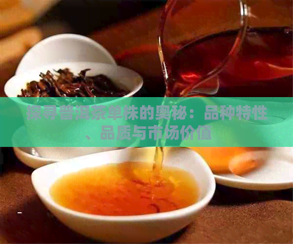 探寻普洱茶单株的奥秘：品种特性、品质与市场价值