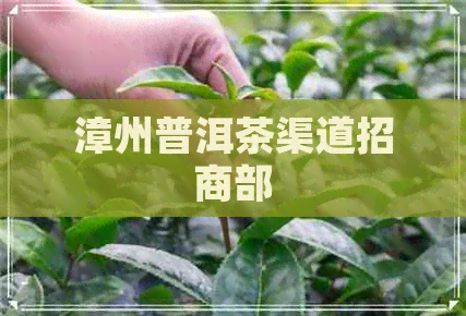 漳州普洱茶渠道招商部