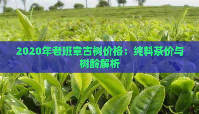 2020年老班章古树价格：纯料茶价与树龄解析