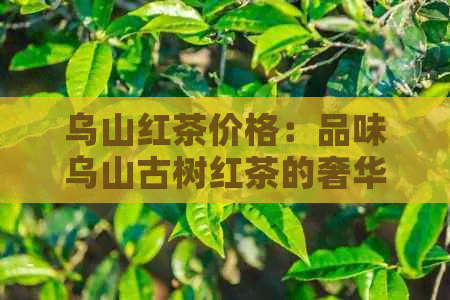 乌山红茶价格：品味乌山古树红茶的奢华之道