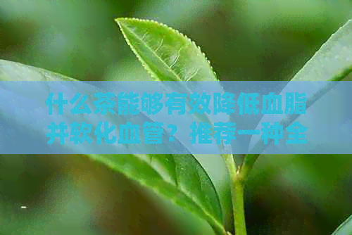 什么茶能够有效降低血脂并软化血管？推荐一种全面的降脂茶饮方案