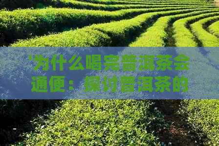 '为什么喝完普洱茶会通便：探讨普洱茶的肠道调节作用及便秘原因'