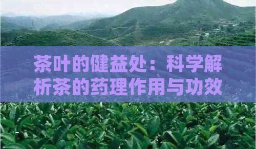 茶叶的健益处：科学解析茶的药理作用与功效