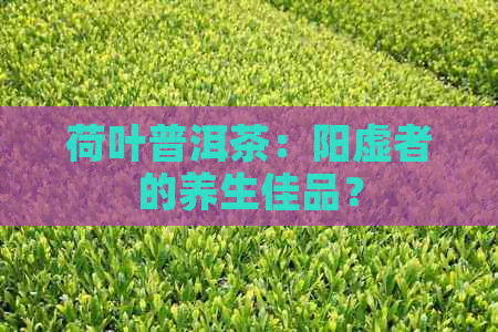 荷叶普洱茶：阳虚者的养生佳品？