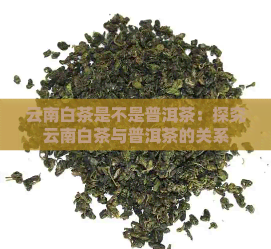 云南白茶是不是普洱茶：探究云南白茶与普洱茶的关系