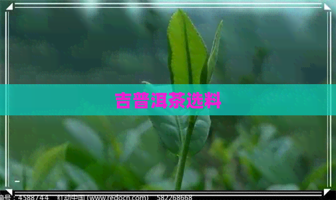 吉普洱茶选料