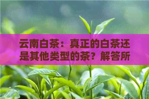 云南白茶：真正的白茶还是其他类型的茶？解答所有疑问