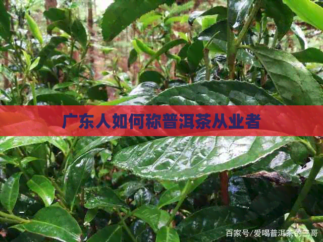 广东人如何称普洱茶从业者