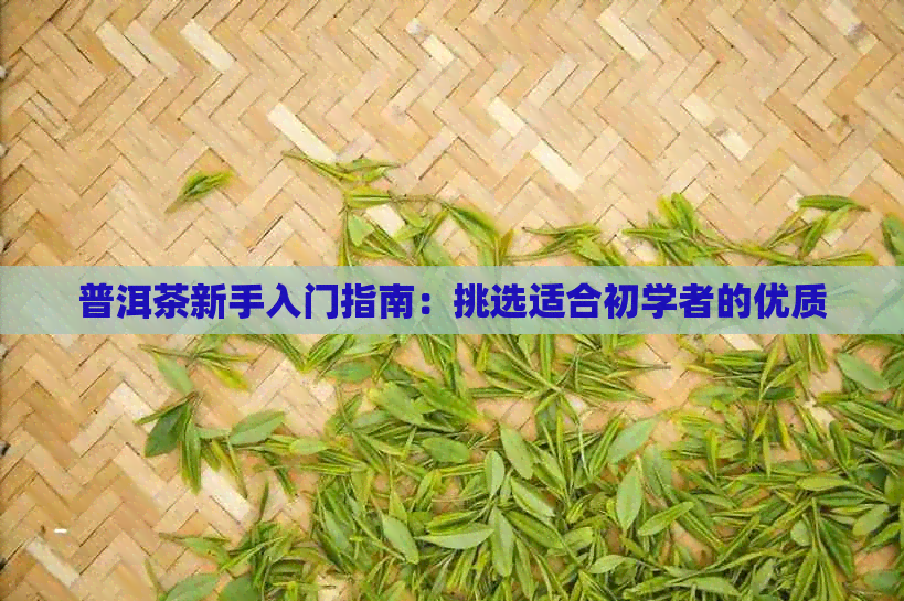 普洱茶新手入门指南：挑选适合初学者的优质