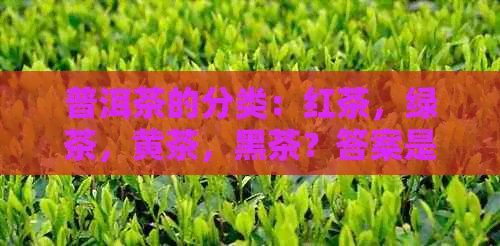 普洱茶的分类：红茶，绿茶，黄茶，黑茶？答案是什么？