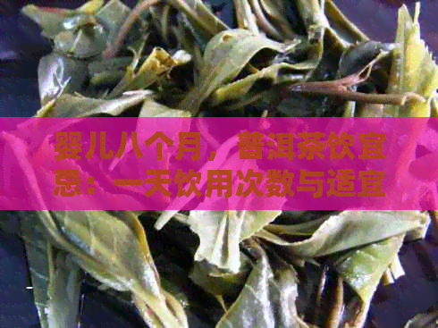 婴儿八个月，普洱茶饮宜忌：一天饮用次数与适宜性探讨