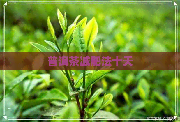 普洱茶减肥法十天