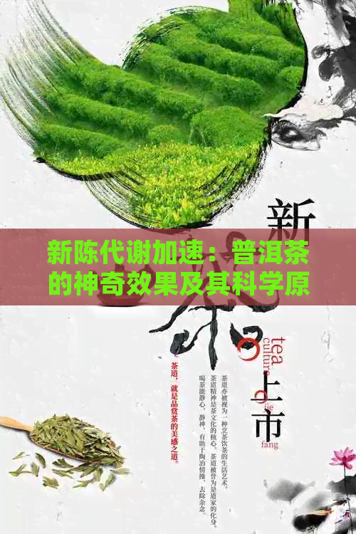 新陈代谢加速：普洱茶的神奇效果及其科学原理