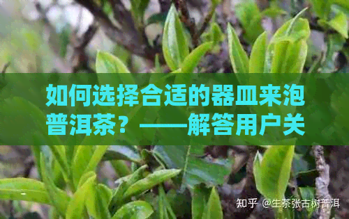 如何选择合适的器皿来泡普洱茶？——解答用户关于普洱茶泡法的全面疑问