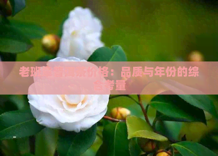 老班章普洱茶价格：品质与年份的综合考量